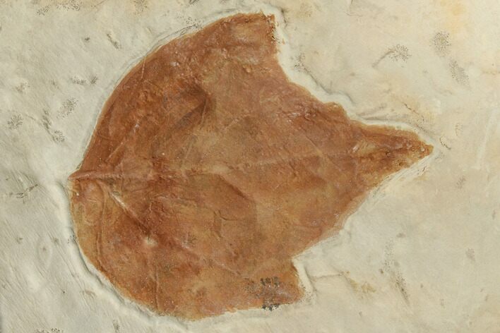 Fossil Sycamore Leaf (Platanites) - Montana #196791